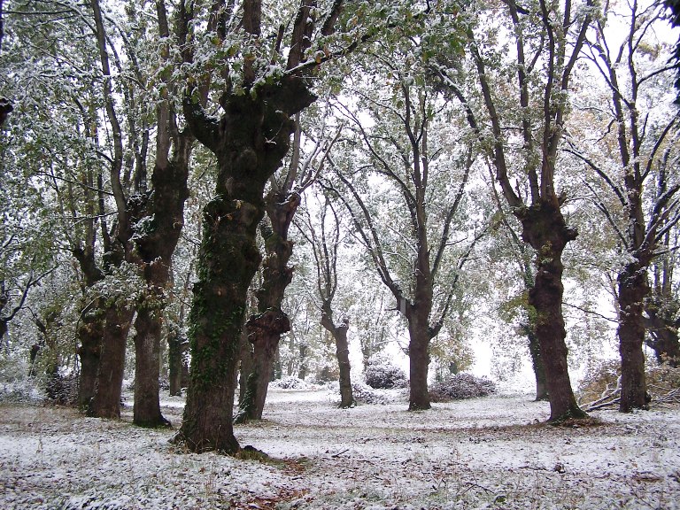 carballos da Fonte da Vila de PIÑO