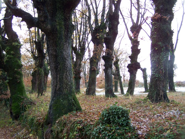 carballos da Fonte da Vila de PIÑO