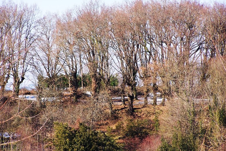 carballos da Fonte da Vila de PIÑO