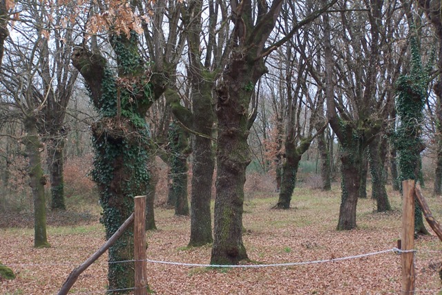 carballos da Fonte da Vila de PIÑO