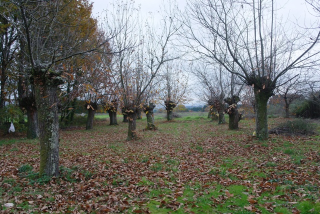 souto no Souto Grande