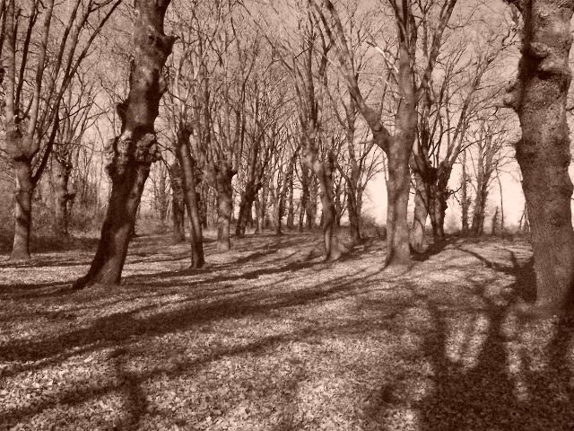 carballos da Fonte da Vila de PIÑO