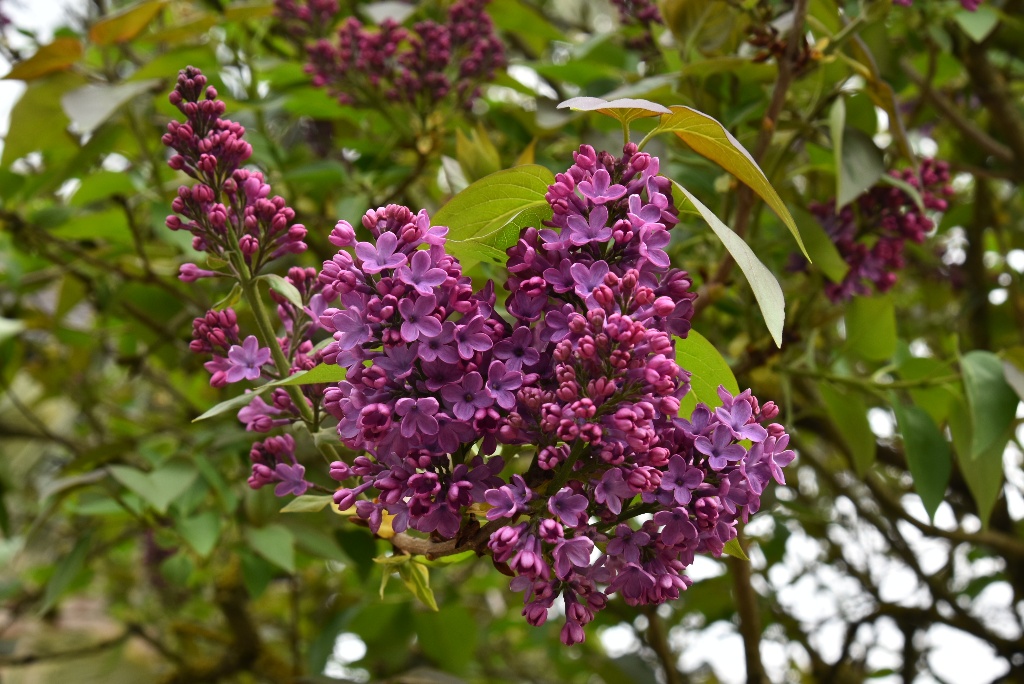 Lilas