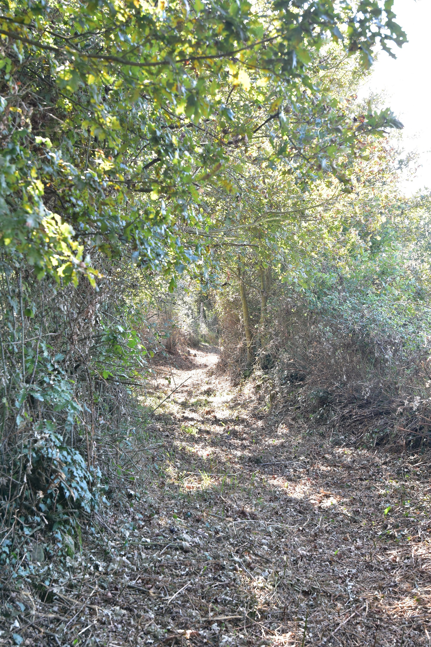 FOTO DO CARREIRO DESBROZADO