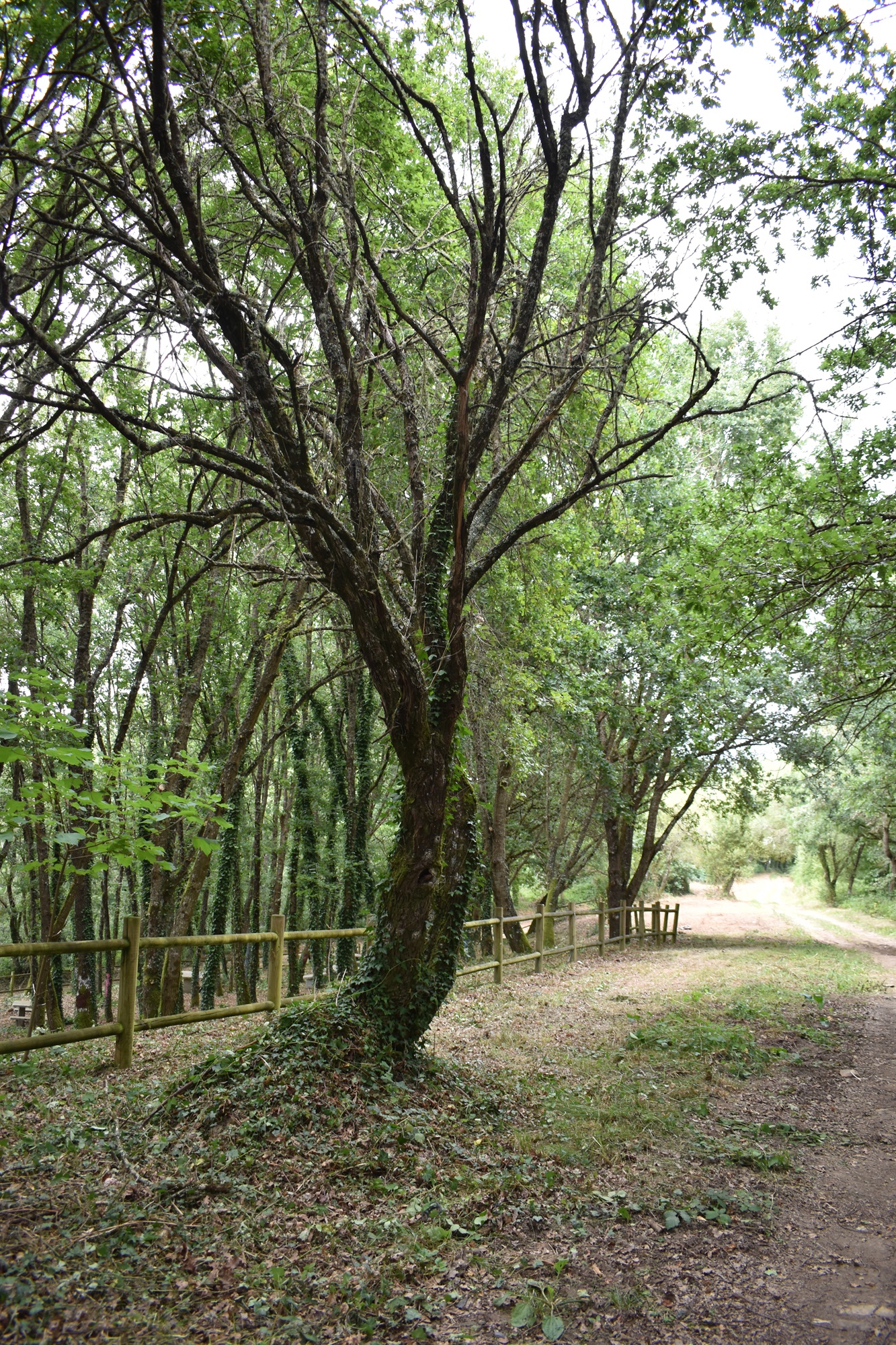 arbore seca