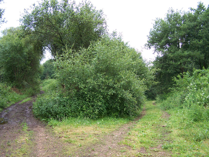 crucecaminhos