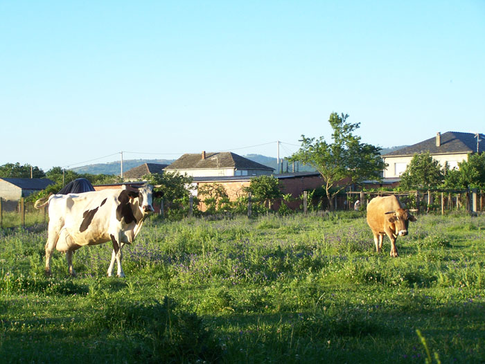 vacas2