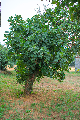 figueira antiga na finca da casa