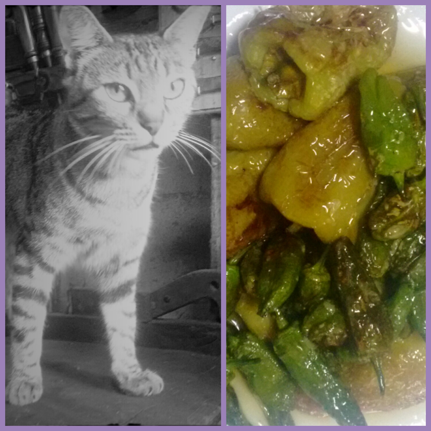 pementos e gato