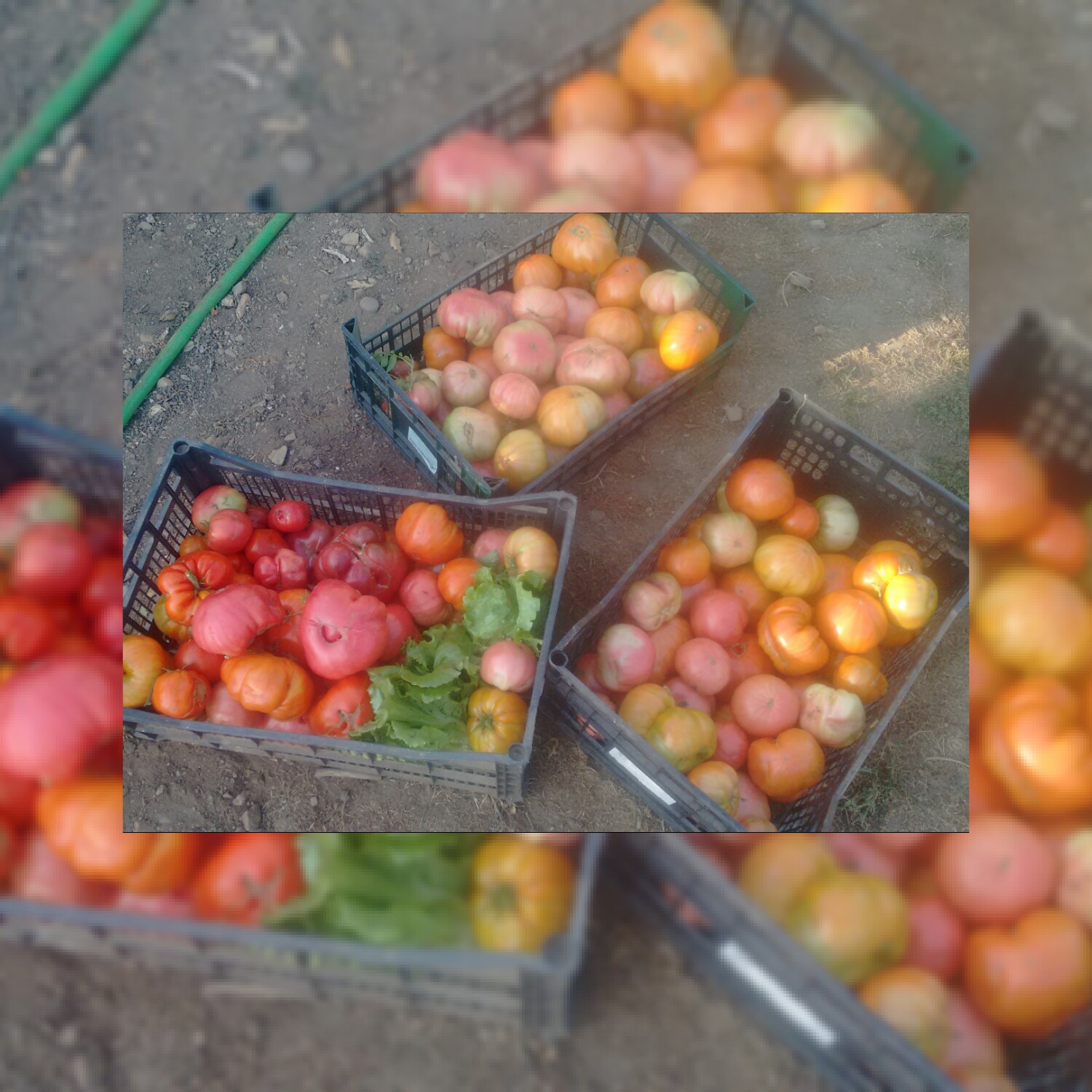 tomates