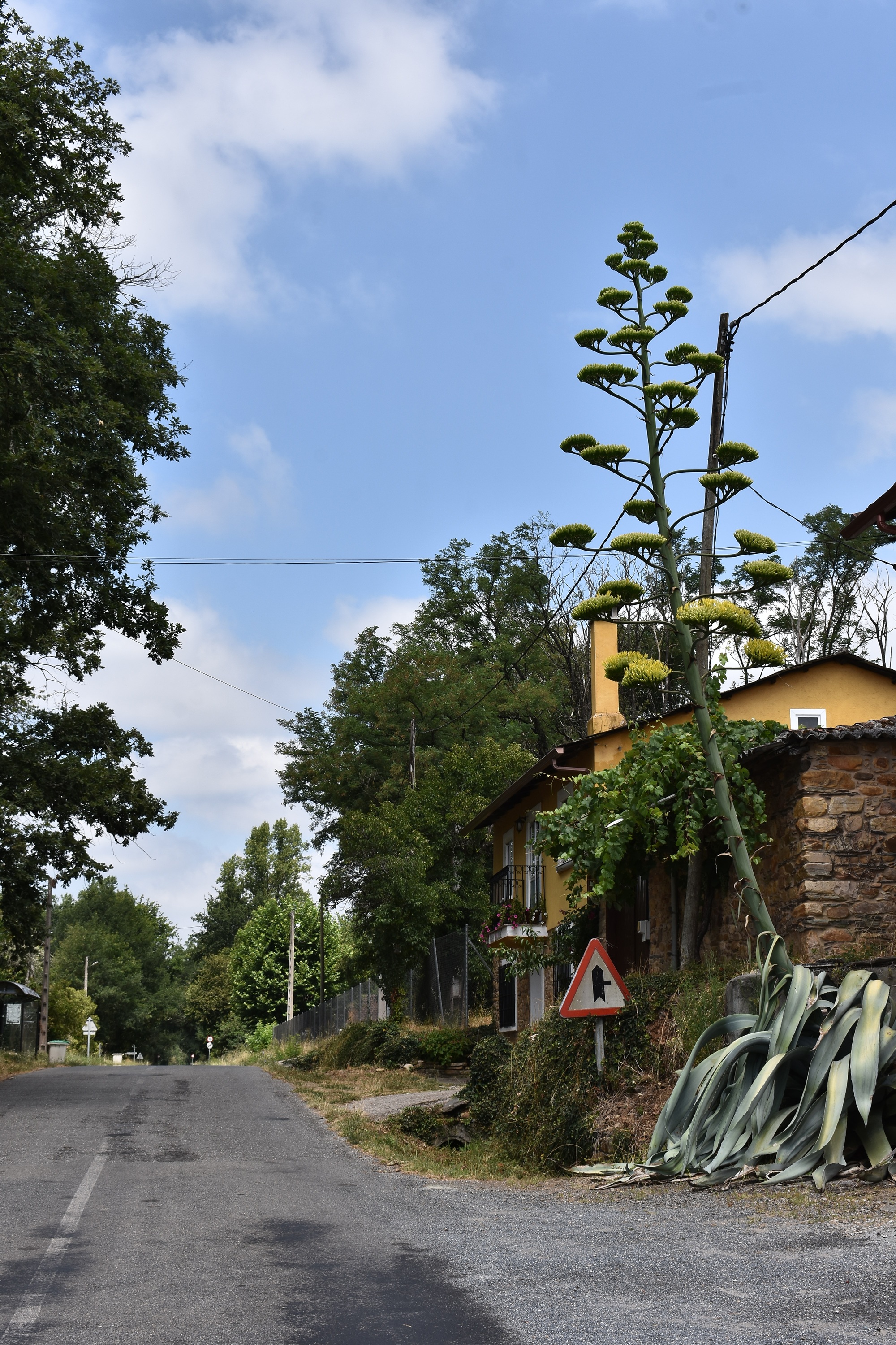 Cactus na Ferreirua